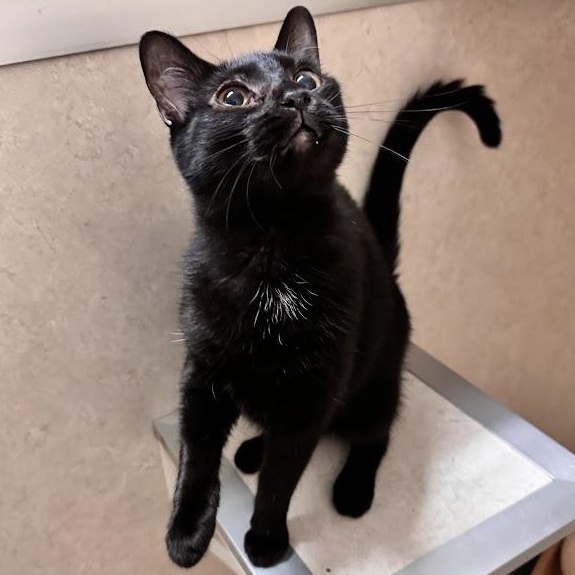 Playfellow, a Adoptable Domestic Short Hair in Waterloo, IA image 3/5