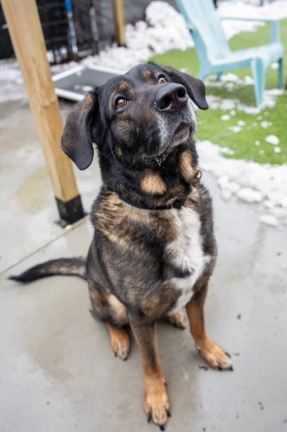 Luke, a ADOPTABLE Mixed Breed in Hamilton, ON image 2/3