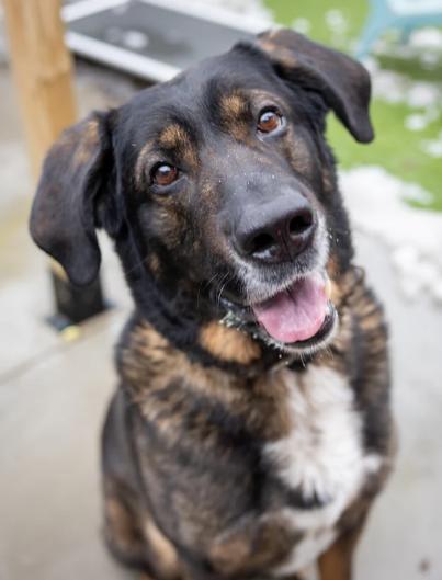 Luke, a ADOPTABLE Mixed Breed in Hamilton, ON image 1/3