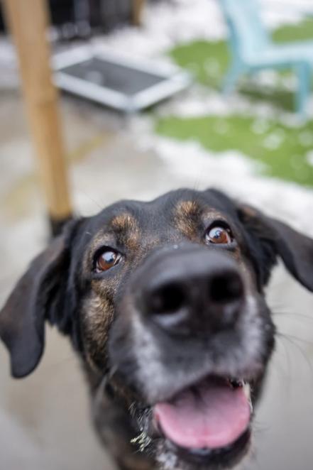 Luke, a ADOPTABLE Mixed Breed in Hamilton, ON image 3/3