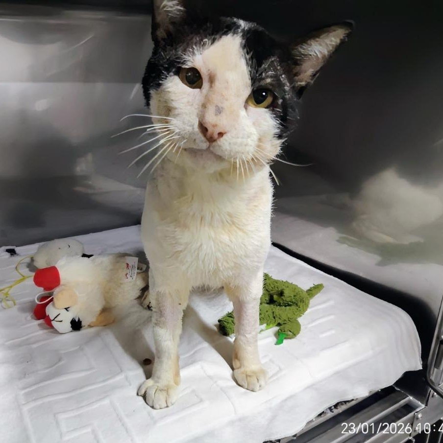 Panchito — thumbnail 3