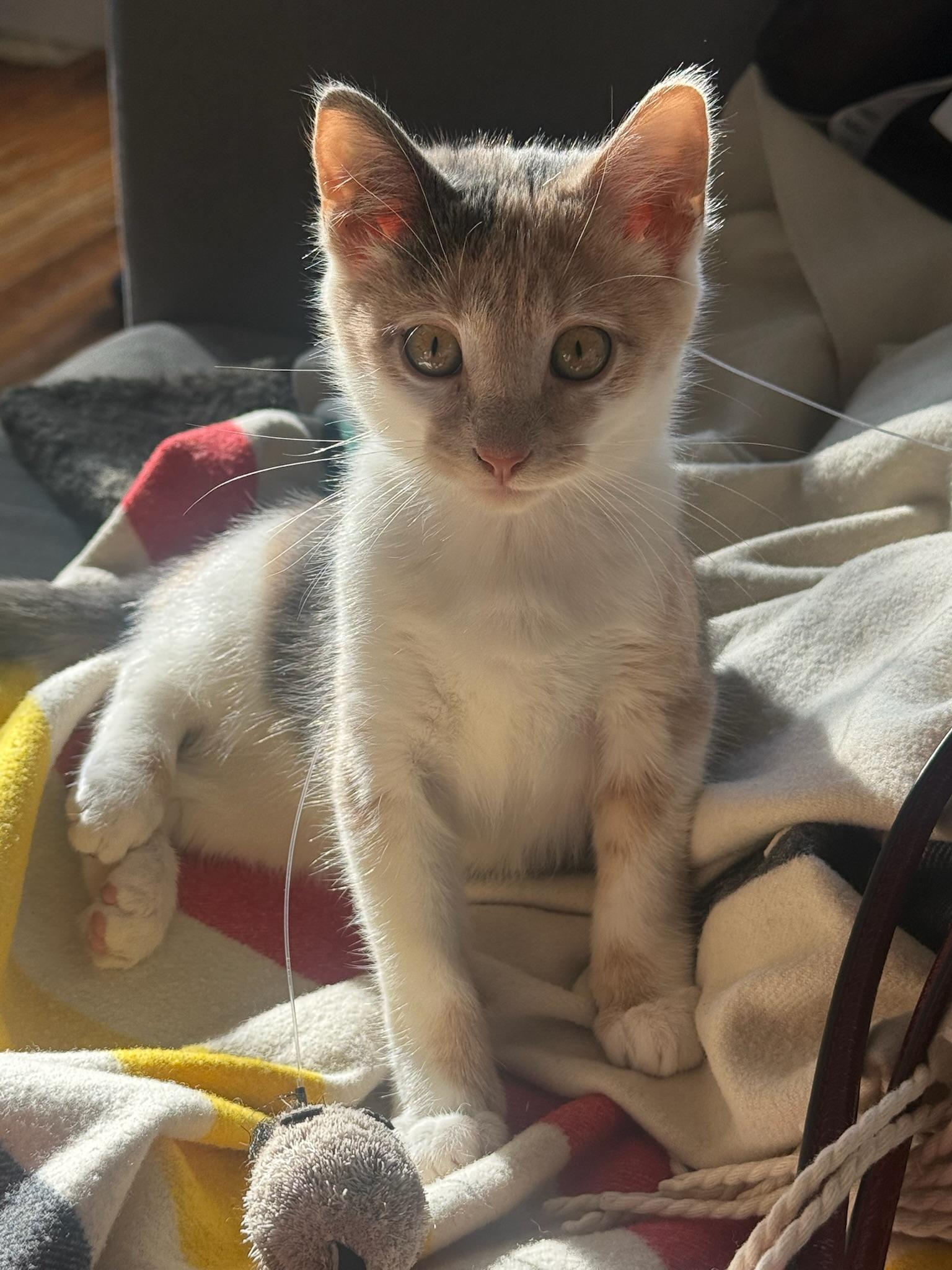 Alfredo & Parma, a ADOPTABLE Domestic Short Hair in brooklyn, NY image 3/6