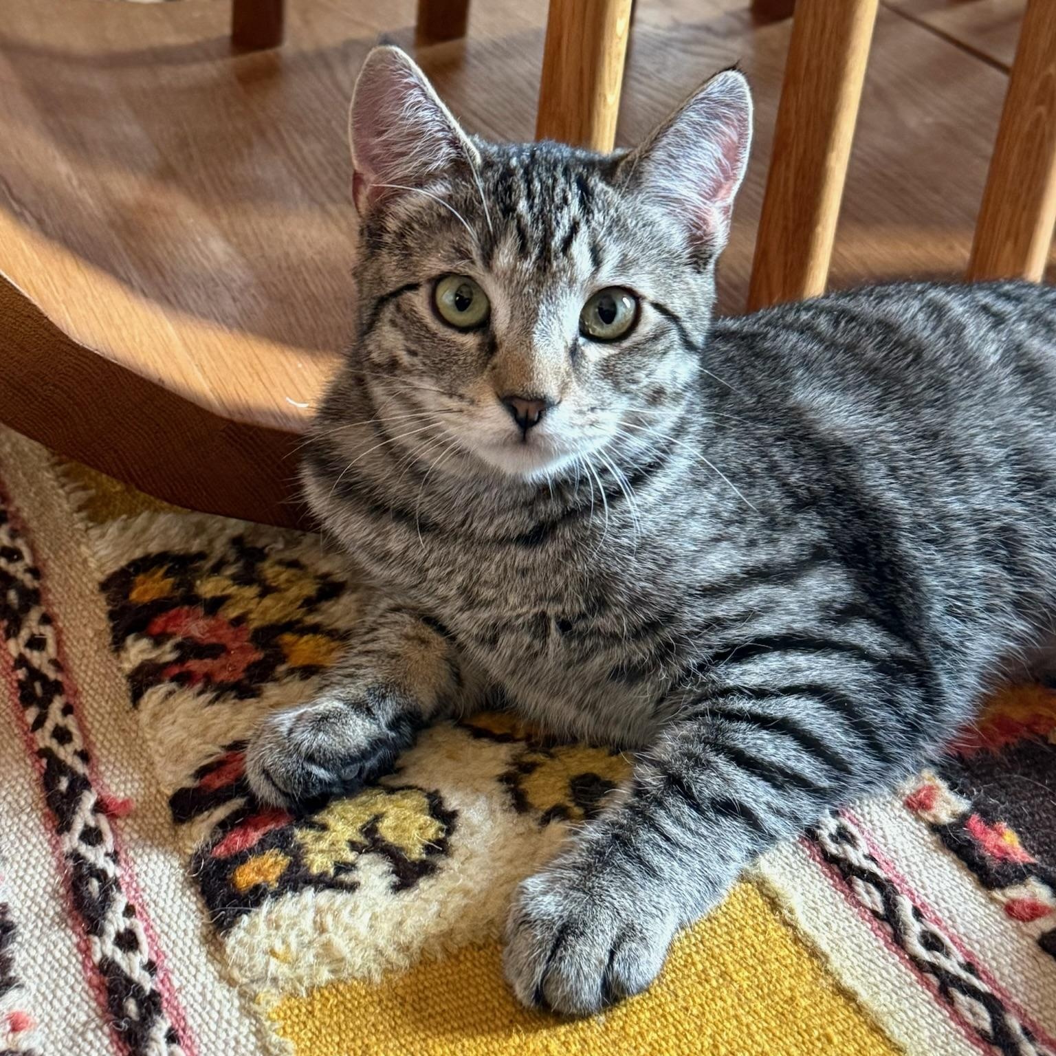 Alfredo & Parma, a ADOPTABLE Domestic Short Hair in brooklyn, NY image 6/6
