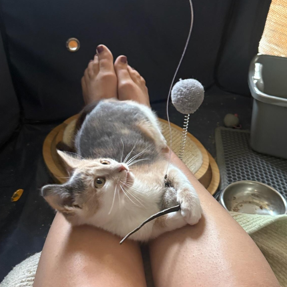 Alfredo & Parma, a ADOPTABLE Domestic Short Hair in brooklyn, NY image 5/6