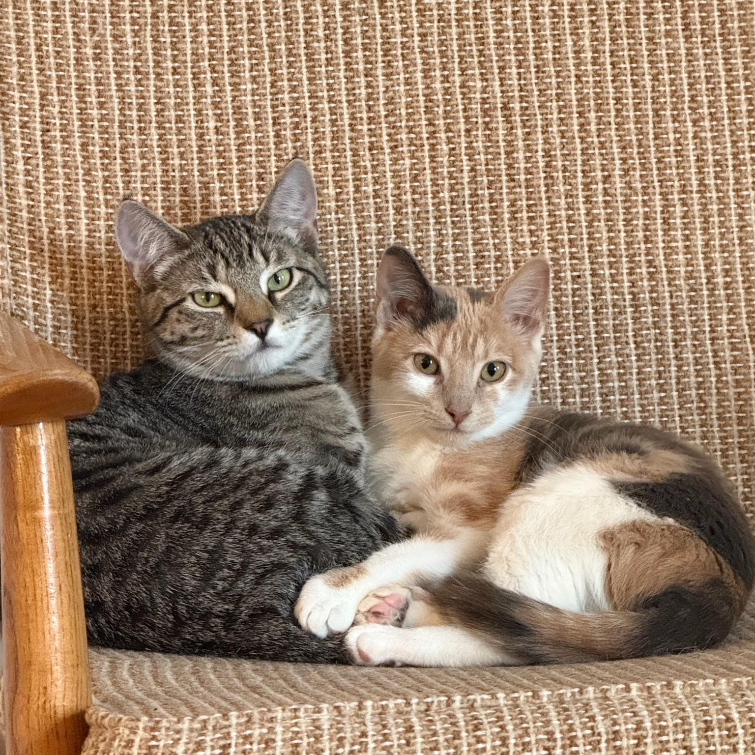 Alfredo & Parma, a ADOPTABLE Domestic Short Hair in brooklyn, NY image 1/6