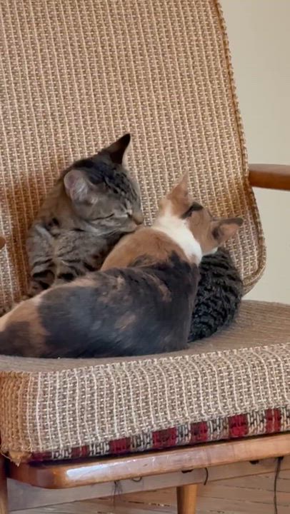 Enlarge Alfredo & Parma, a ADOPTABLE Domestic Short Hair in brooklyn, NY video 4/6