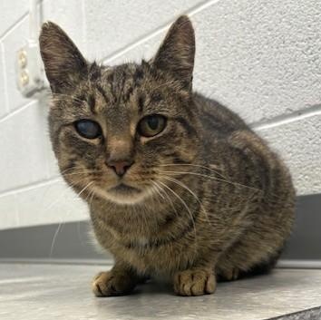 Enlarge Bubba, a ADOPTABLE Domestic Short Hair in Edinburg, VA image 1/1