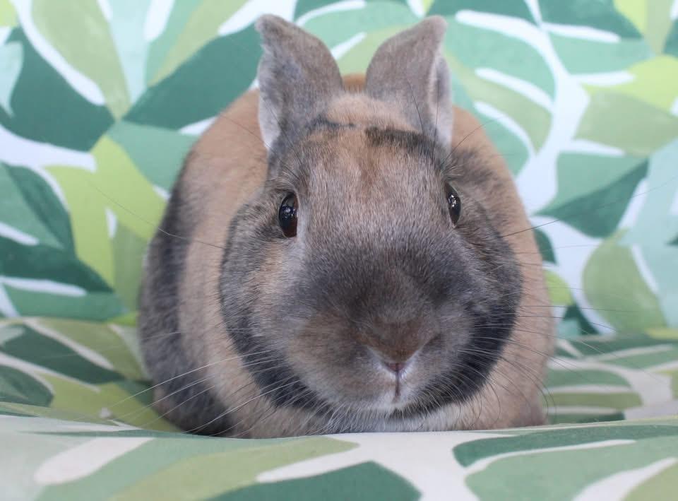 Liam, adopted, Young Male Harlequin.