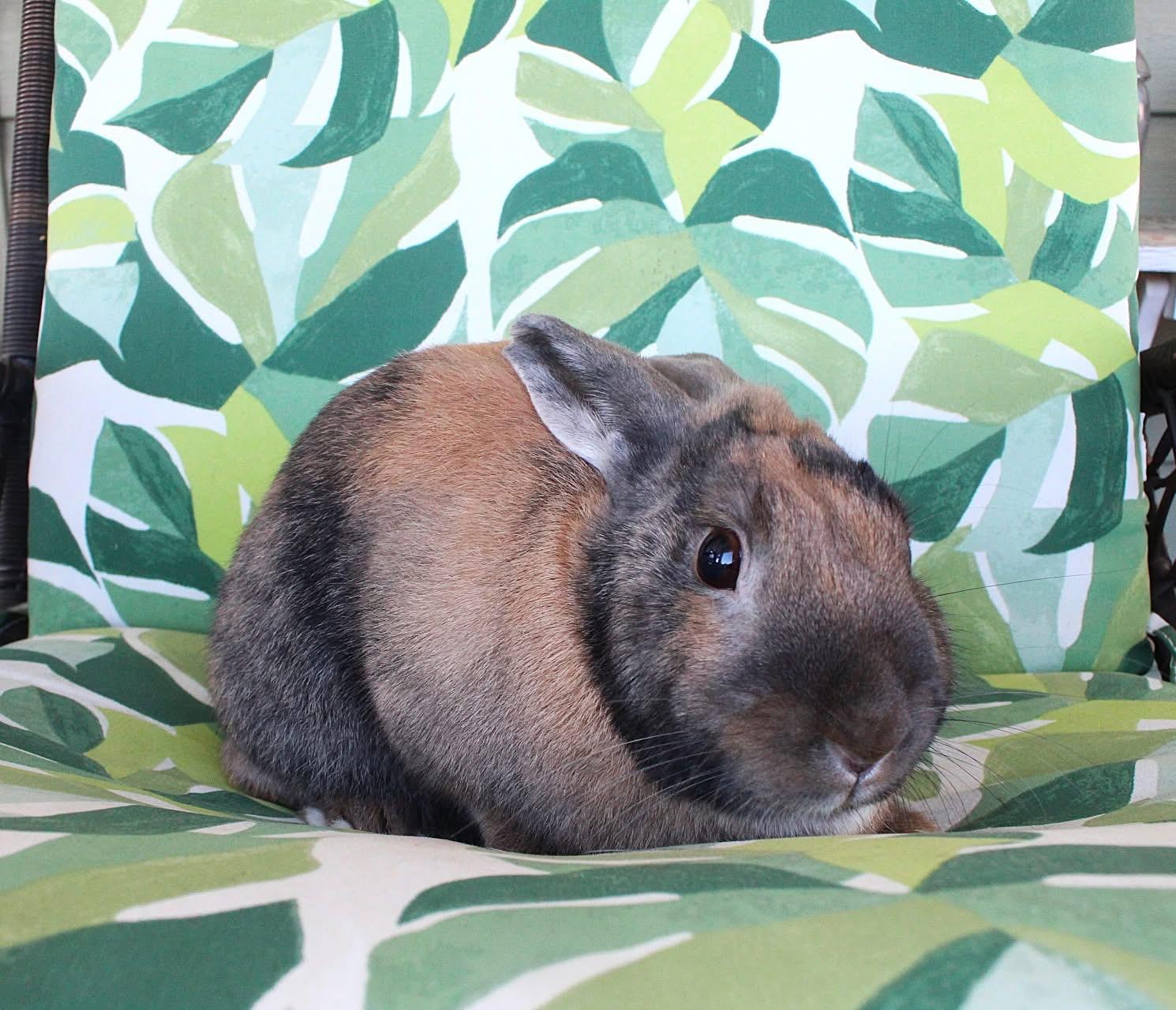 Liam, an adopted Harlequin in Hillside, NJ image 2/3