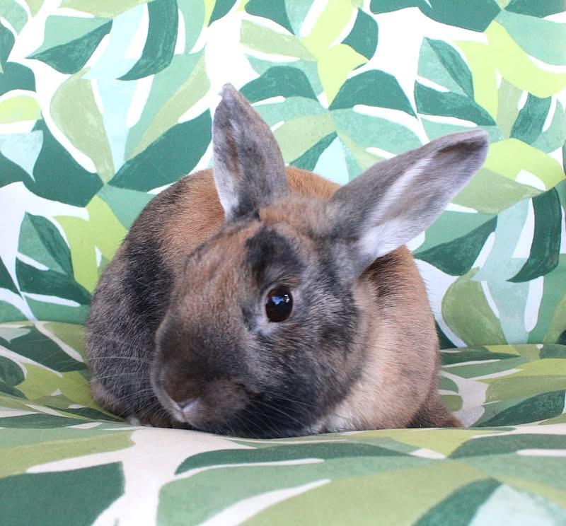 Liam, an adopted Harlequin in Hillside, NJ image 3/3