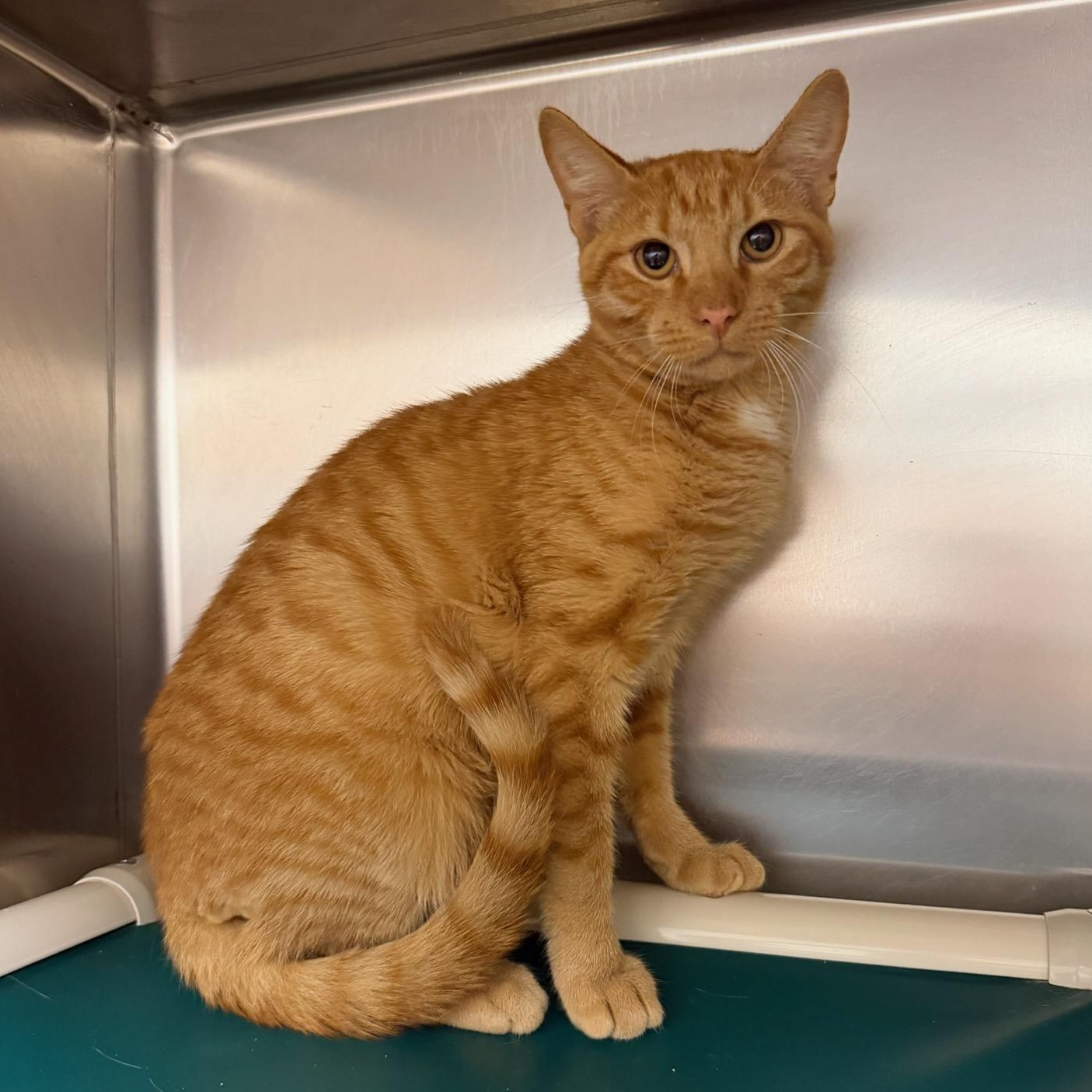 Jonah -at PetSmart, Adoptable, Young Male Domestic Short Hair.