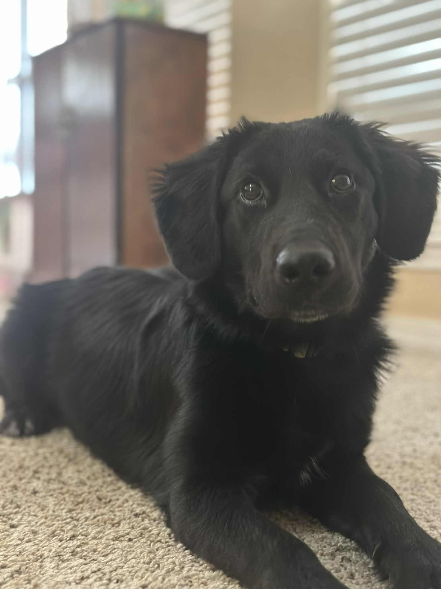 Lol-Jelly, an adoptable Flat-Coated Retriever in Billings, MT, 59101 | Photo Image 2