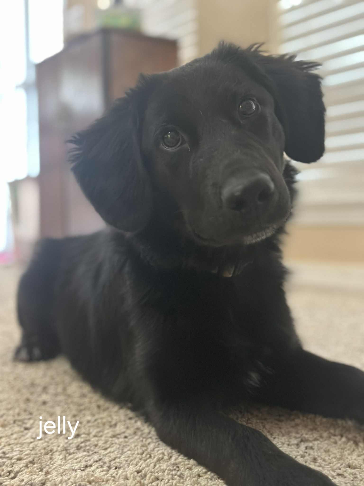 Lol-Jelly, an adoptable Flat-Coated Retriever in Billings, MT, 59101 | Photo Image 3