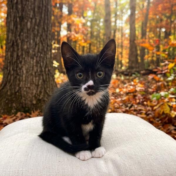 Scarecrow, Adoptable, Kitten Female Domestic Short Hair & Domestic Short Hair.