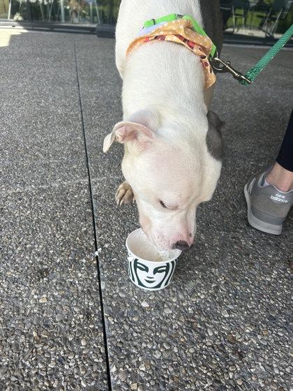 Boo Berry thumbnail 3