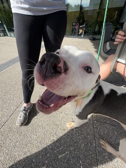 Boo Berry thumbnail 4