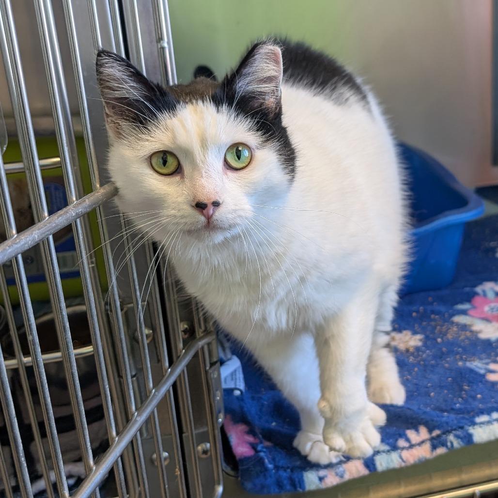 Babygirl, Adoptable, Senior Female Domestic Short Hair.