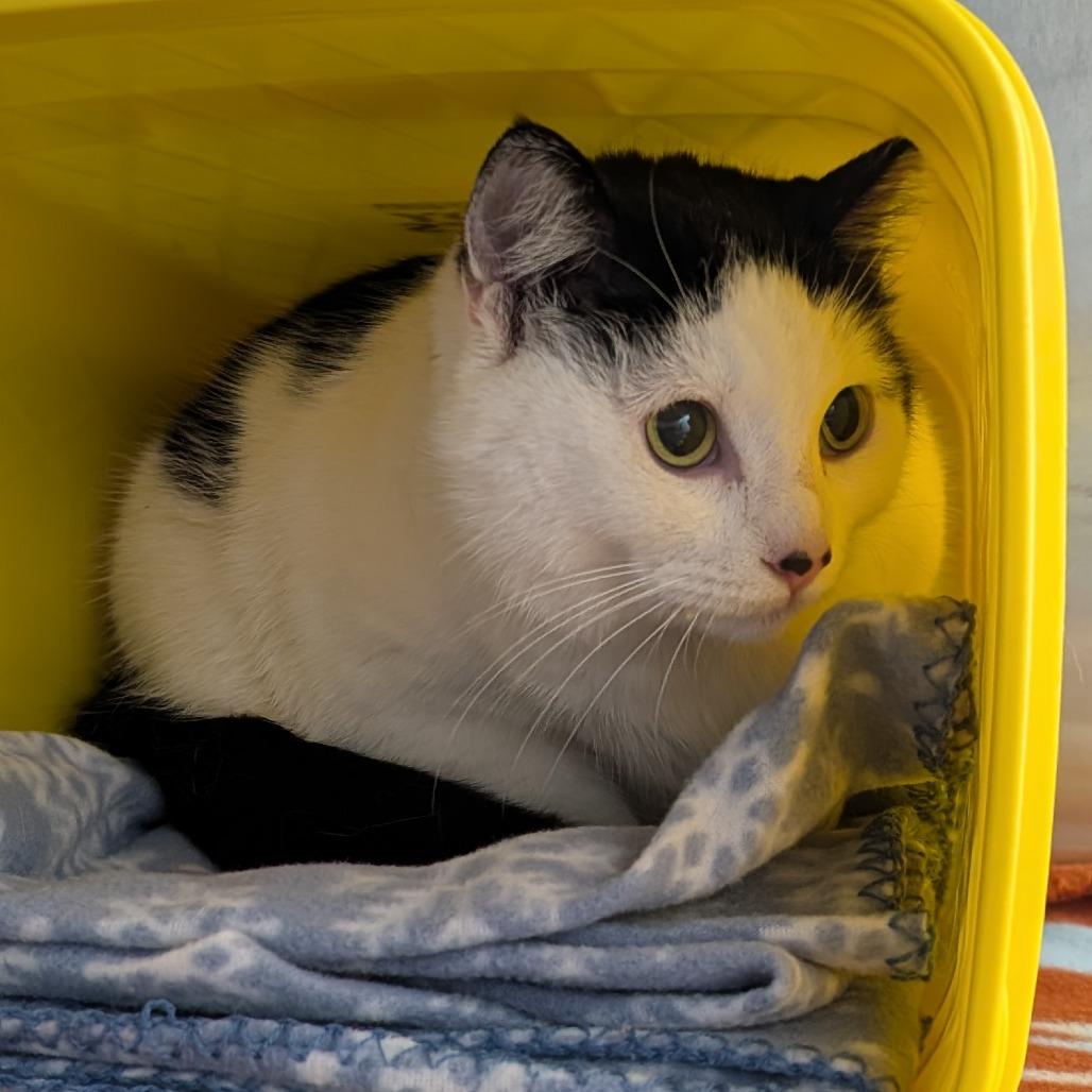 Babygirl, Adoptable, Senior Female Domestic Short Hair.