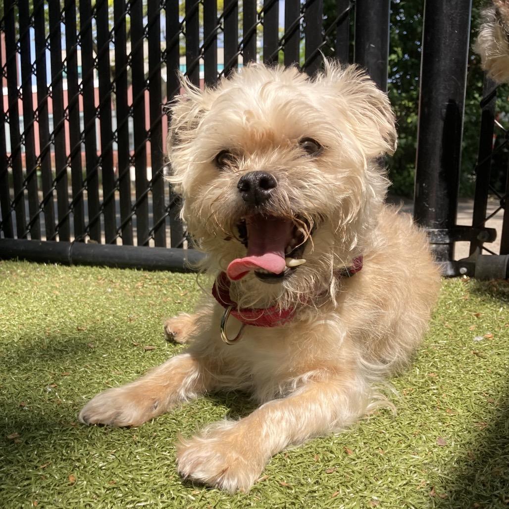 Scooby, Adoptable, Senior Male Lhasa Apso & Mixed Breed.