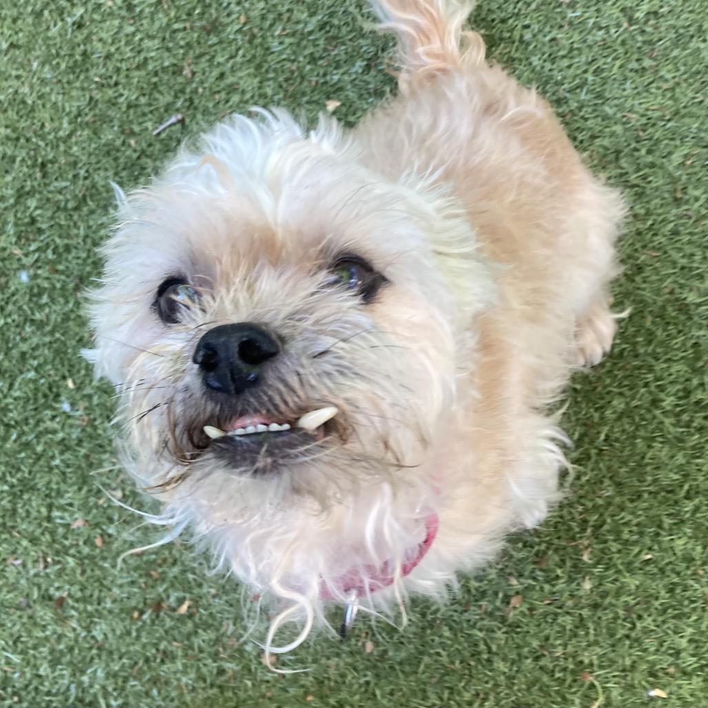 Scooby, a Adoptable mixed breed in Providence, RI image 2/6
