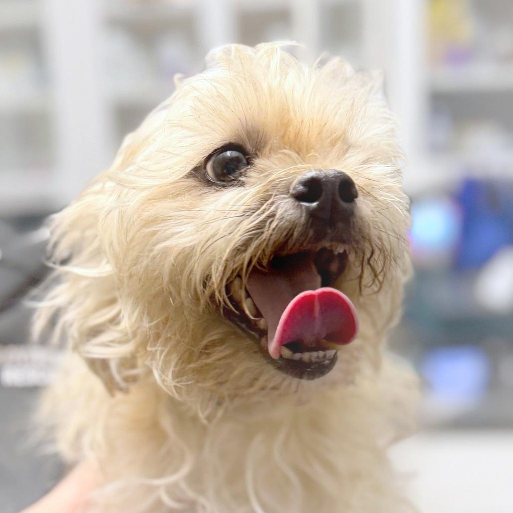 Scooby, a Adoptable mixed breed in Providence, RI image 3/6
