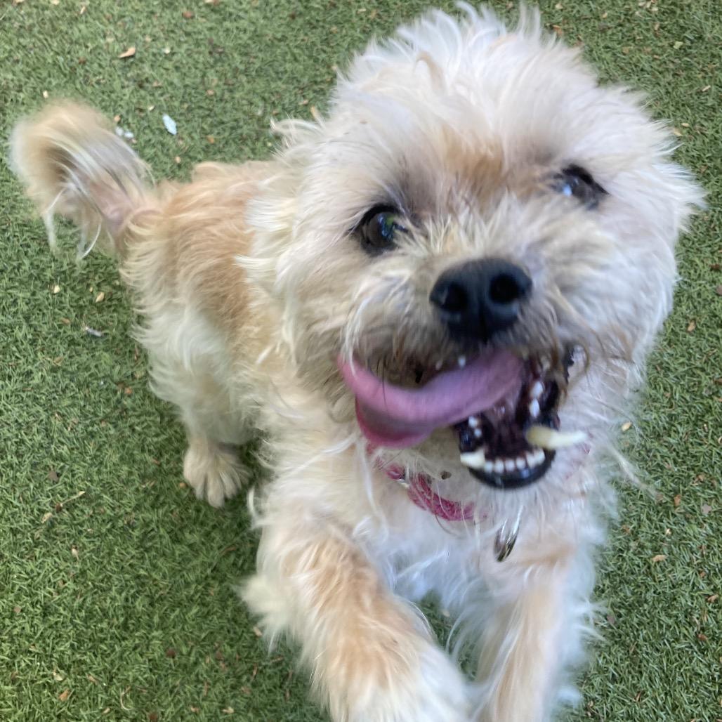 Scooby, a Adoptable mixed breed in Providence, RI image 4/6