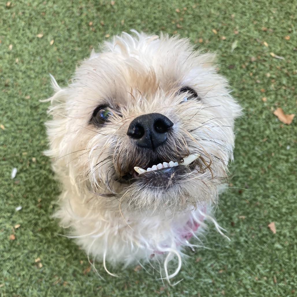 Scooby, a Adoptable mixed breed in Providence, RI image 5/6