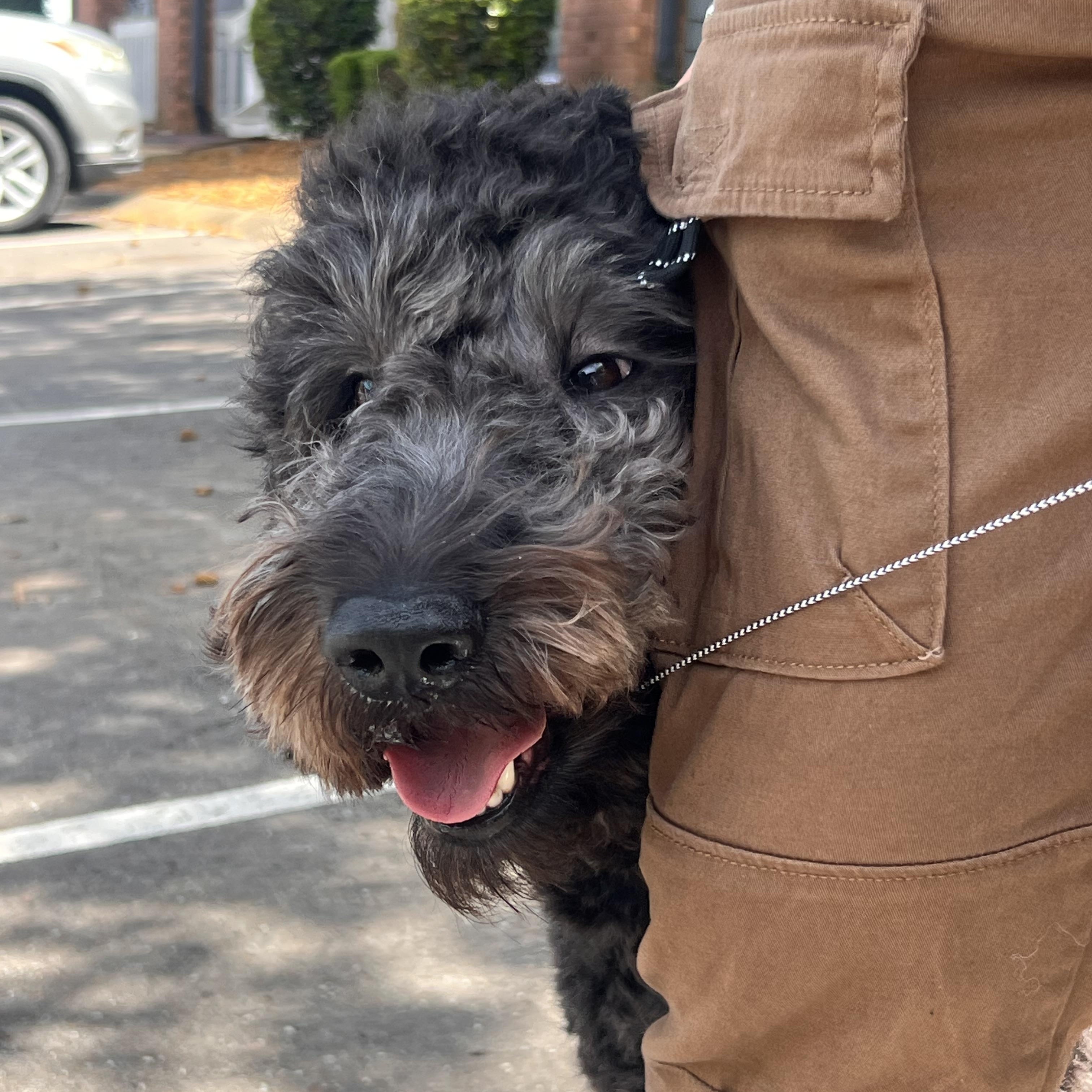 Enlarge Cookie, an adopted mixed breed in Medfield, MA image 3/5