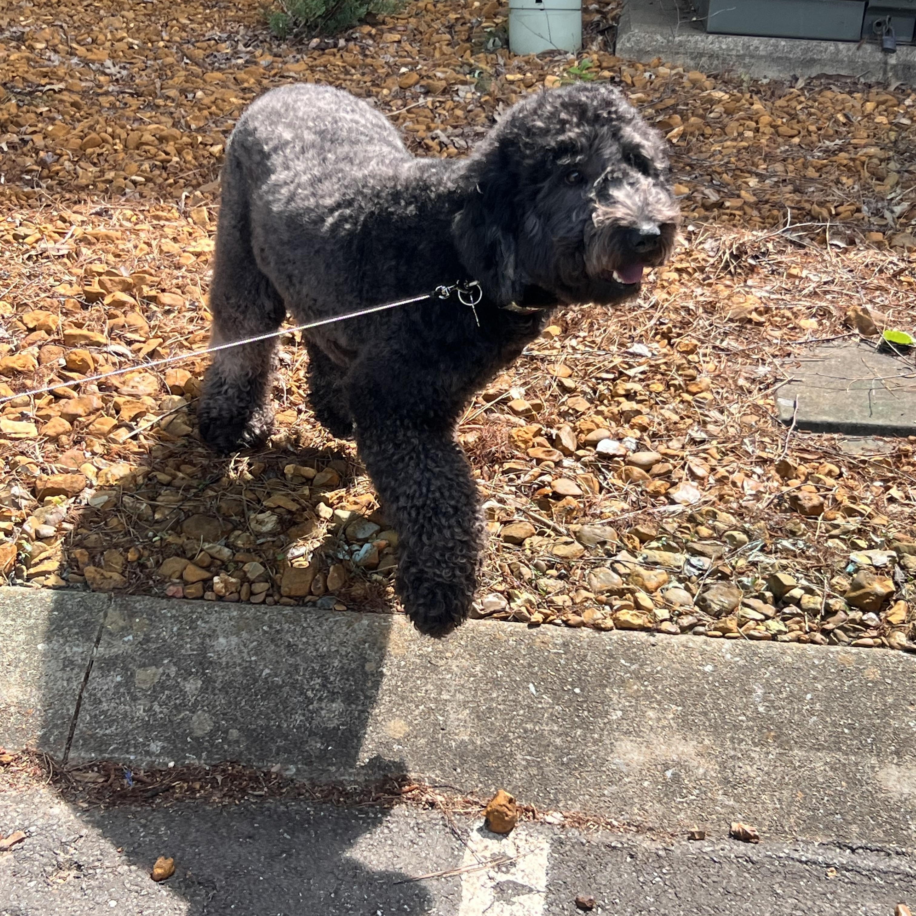 Enlarge Cookie, an adopted mixed breed in Medfield, MA image 5/5