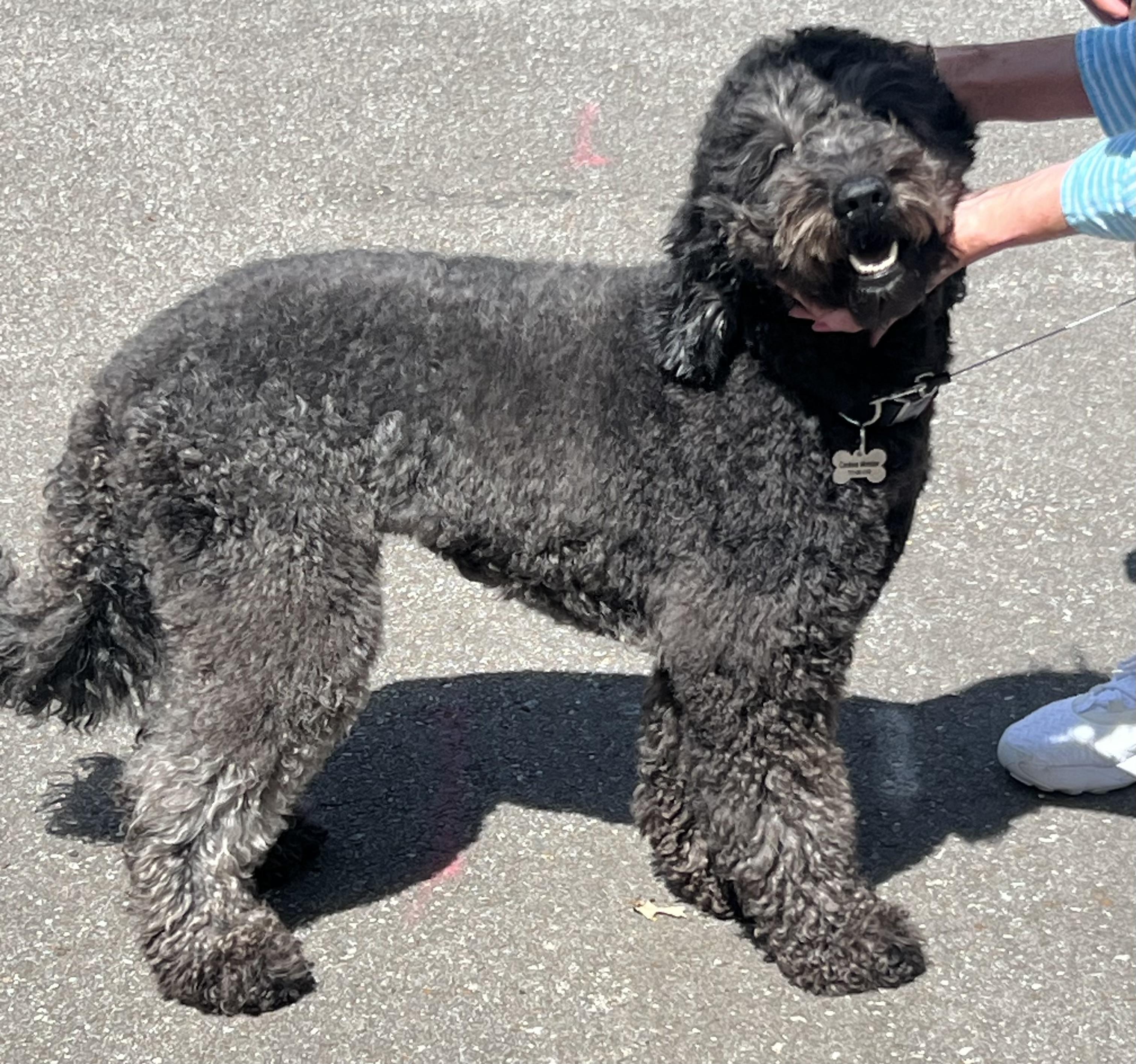 Enlarge Cookie, an adopted mixed breed in Medfield, MA image 2/5