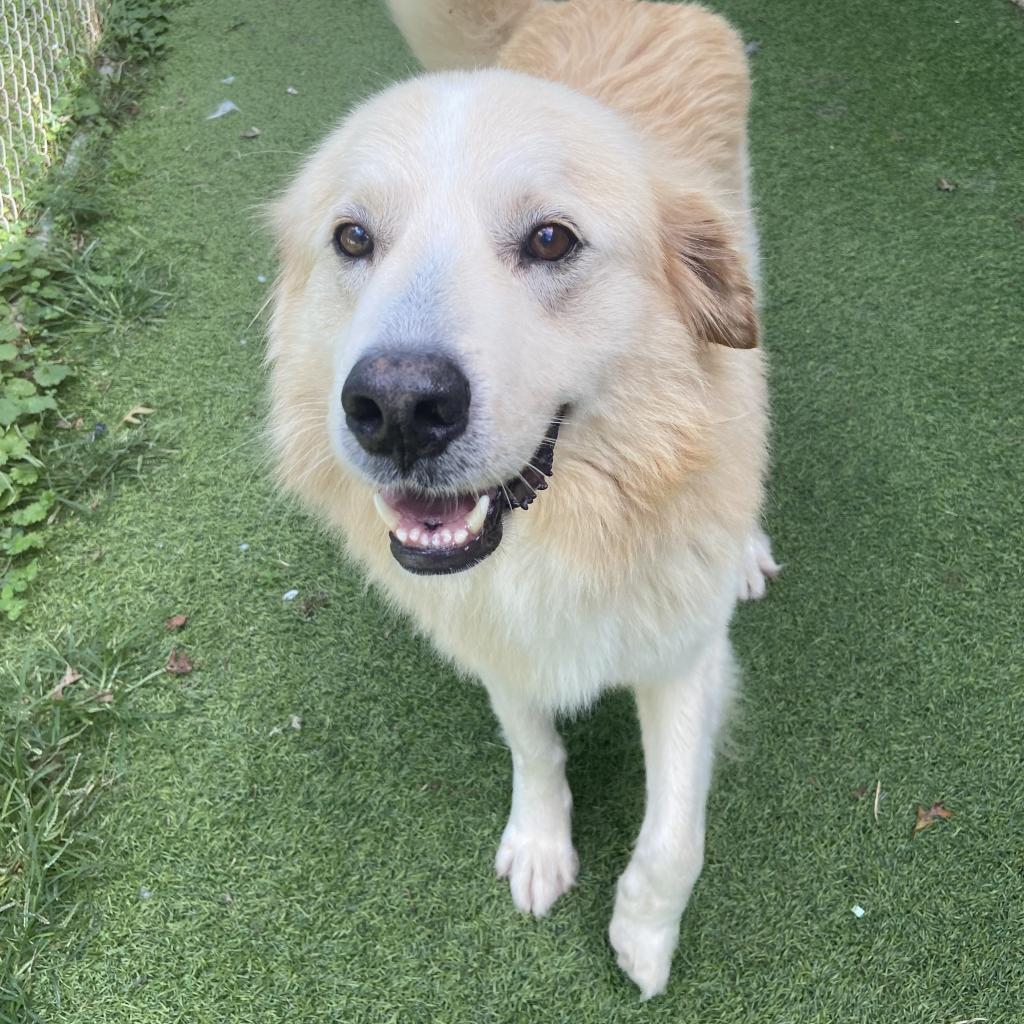 Wally, Adoptable, Adult Male Great Pyrenees & Golden Retriever.