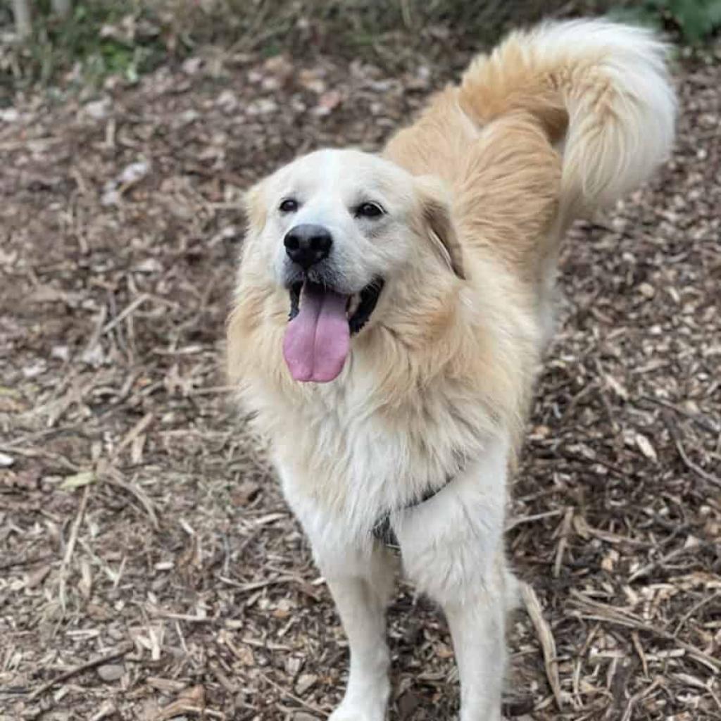 Enlarge Wally, a Adoptable mixed breed in Aldie, VA image 3/3