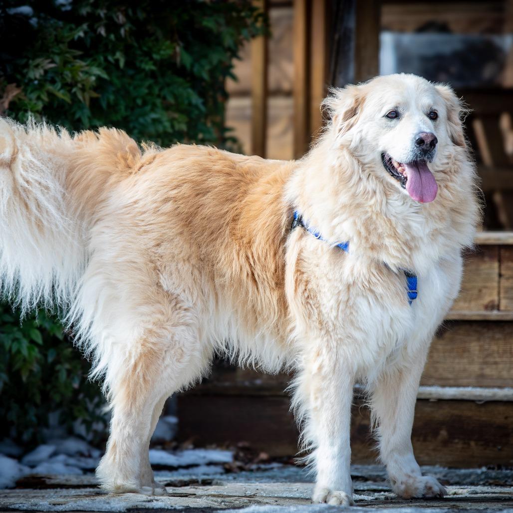 Enlarge Wally, a Adoptable mixed breed in Aldie, VA image 3/3