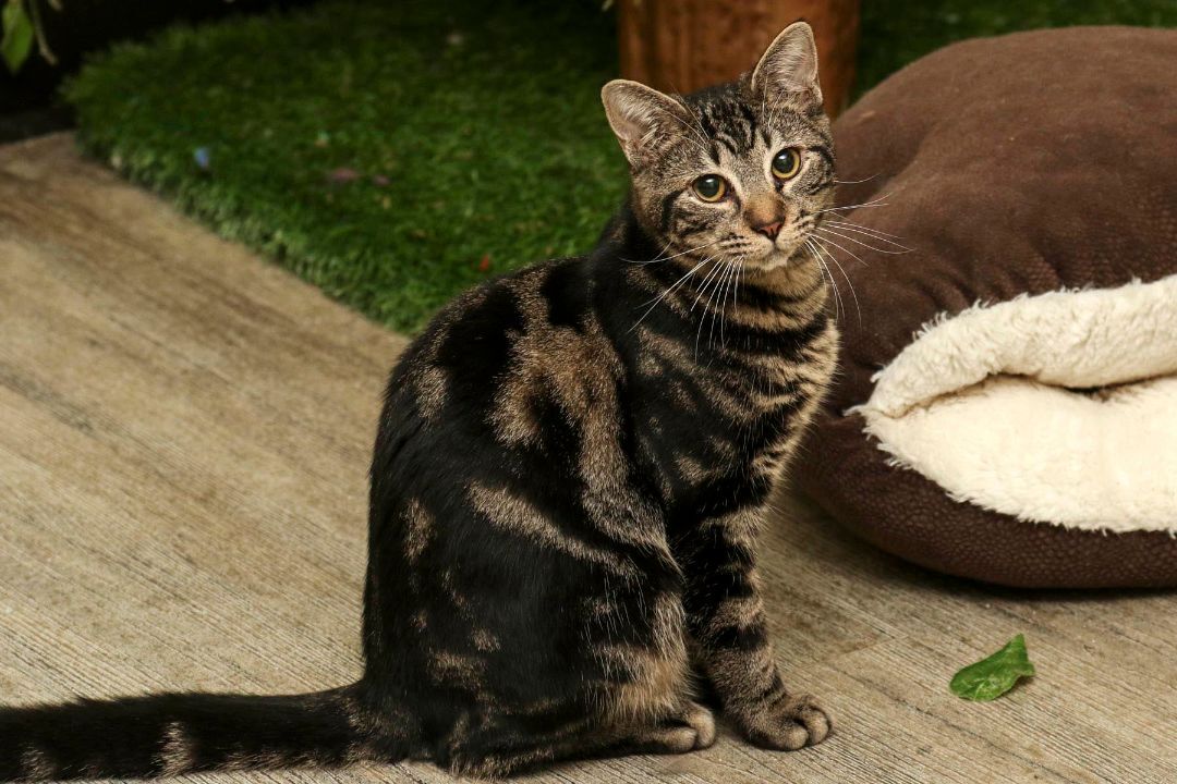 Rascal, a Adoptable Domestic Short Hair in Cashiers, NC image 1/10