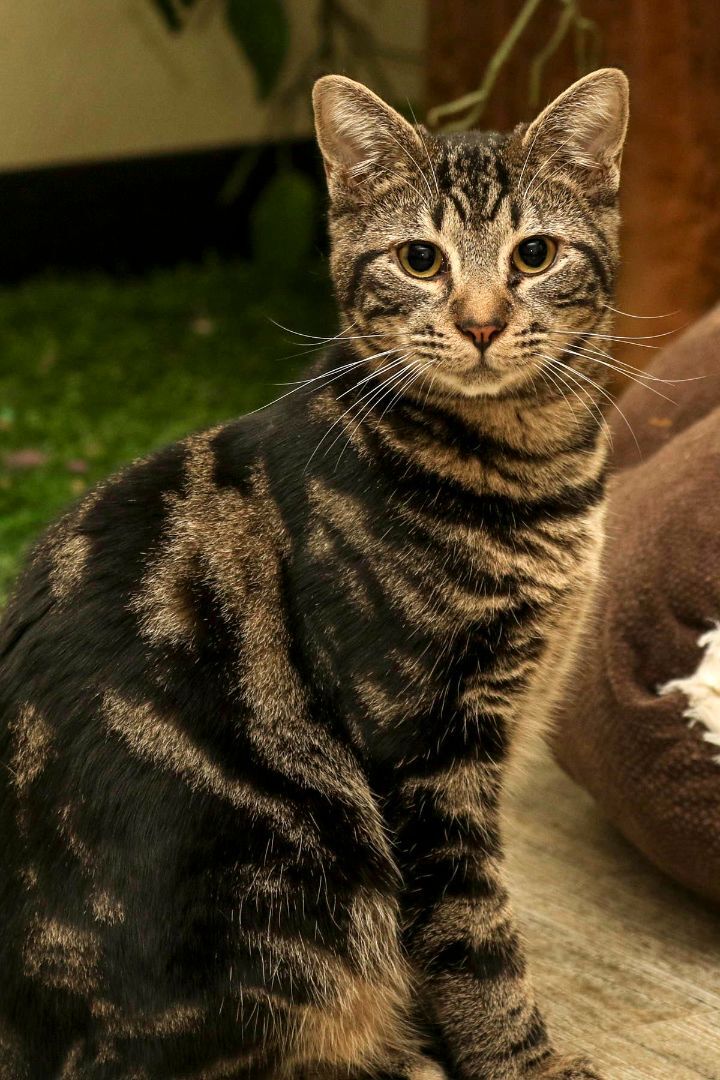 Rascal, a Adoptable Domestic Short Hair in Cashiers, NC image 2/10