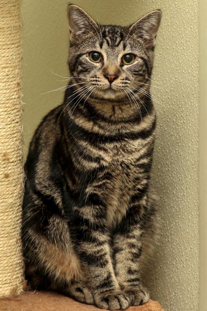 Rascal, a Adoptable Domestic Short Hair in Cashiers, NC image 3/10