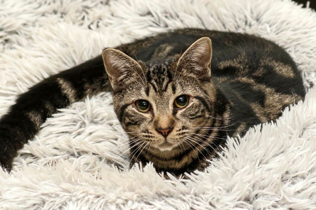 Rascal, a Adoptable Domestic Short Hair in Cashiers, NC image 4/10