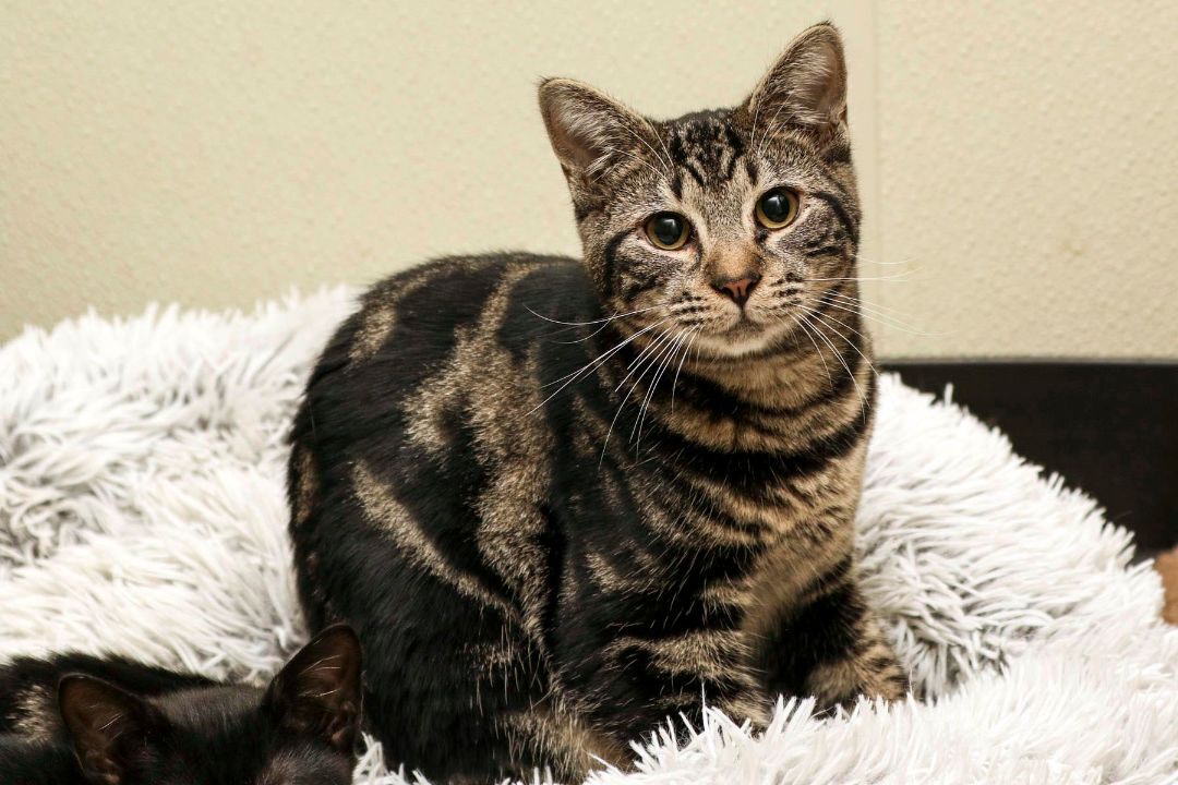 Rascal, a Adoptable Domestic Short Hair in Cashiers, NC image 5/10