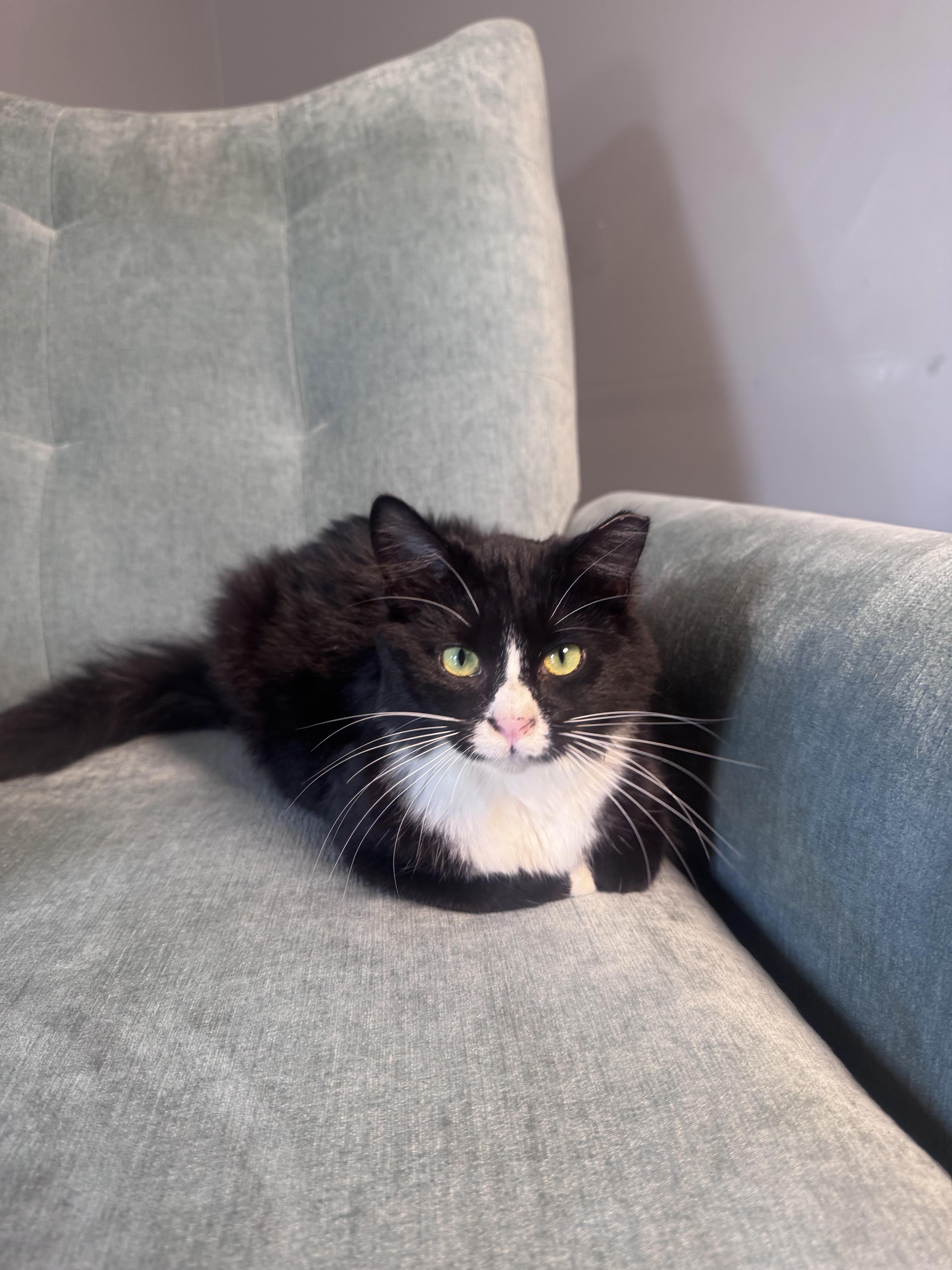 Enlarge Juniper, a ADOPTABLE Domestic Short Hair in Charlotte, NC image 1/5