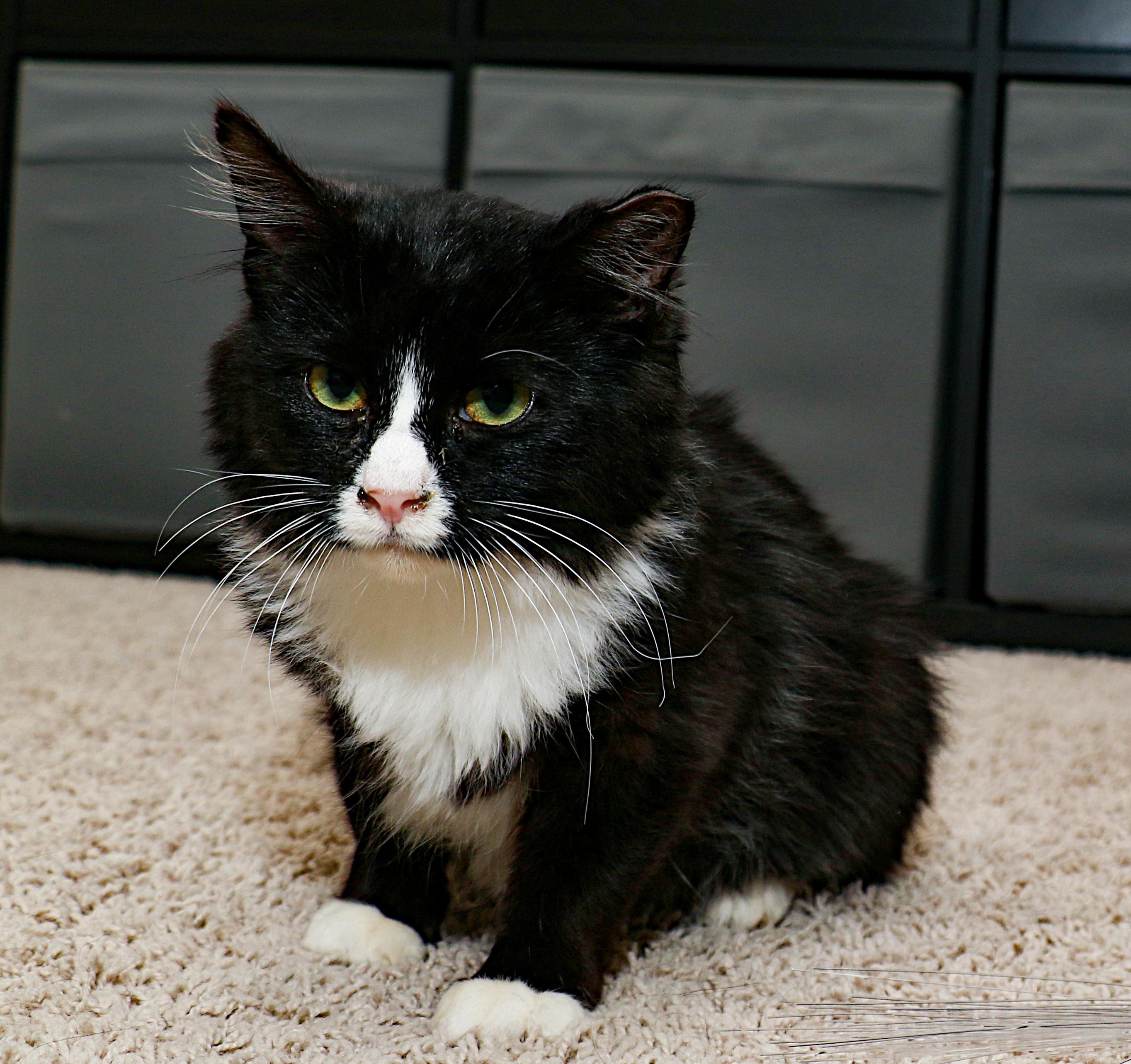 Juniper, ADOPTABLE, Kitten Female Domestic Short Hair.