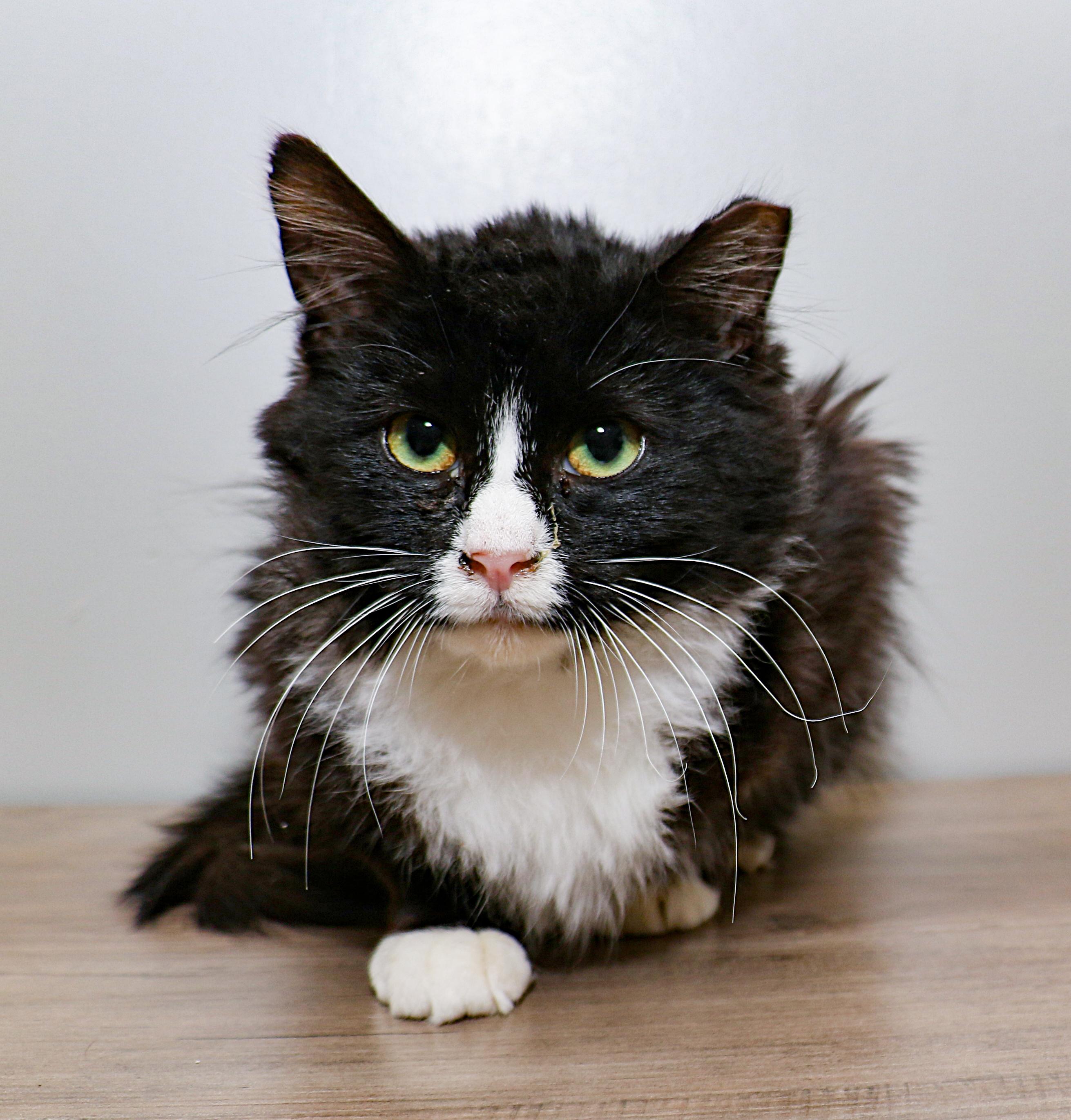 Enlarge Juniper, a ADOPTABLE Domestic Short Hair in Charlotte, NC image 3/4