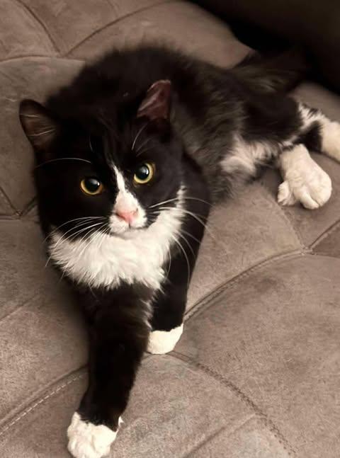 Juniper, a ADOPTABLE Domestic Short Hair in Charlotte, NC image 1/5