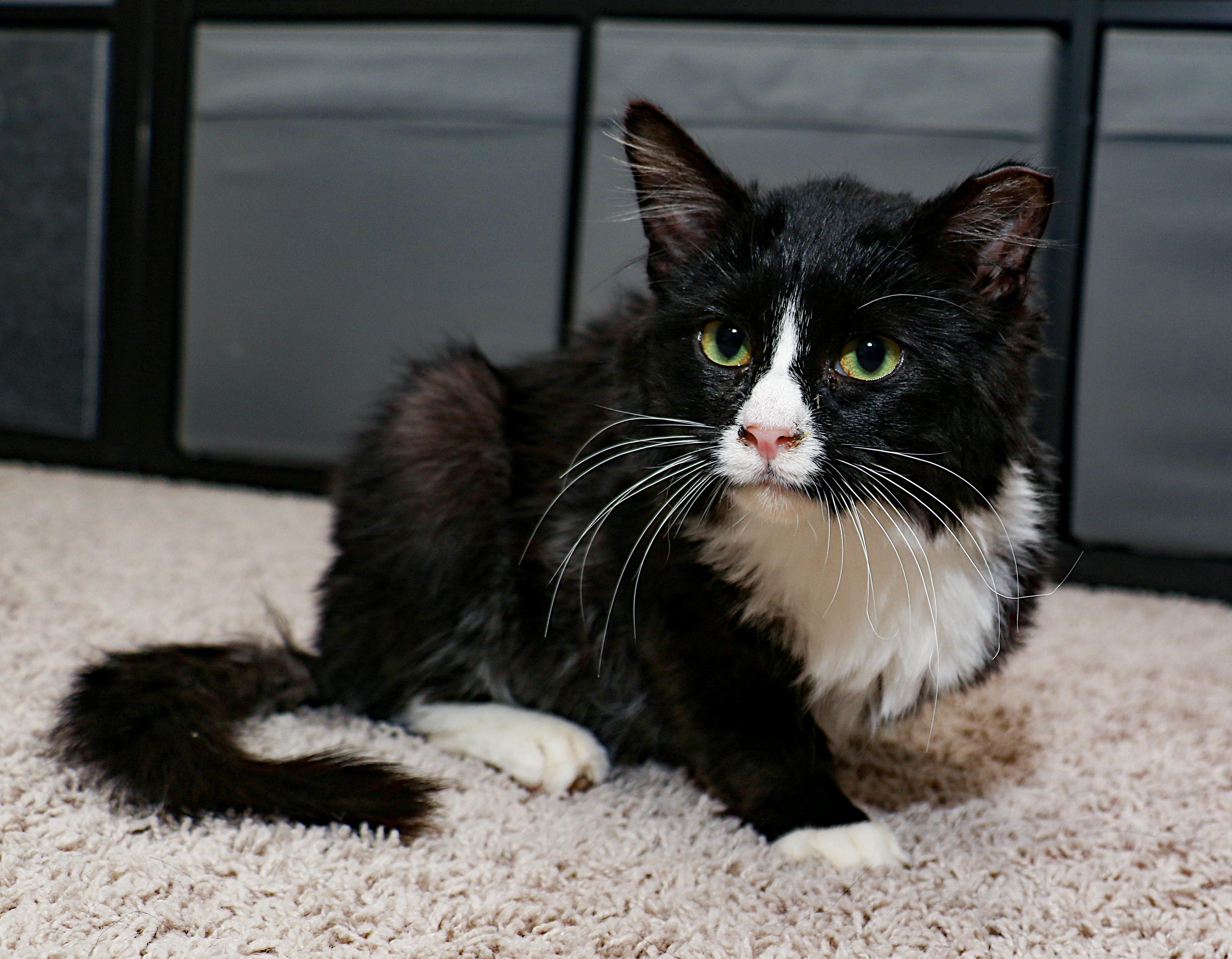 Enlarge Juniper, a ADOPTABLE Domestic Short Hair in Charlotte, NC image 4/4