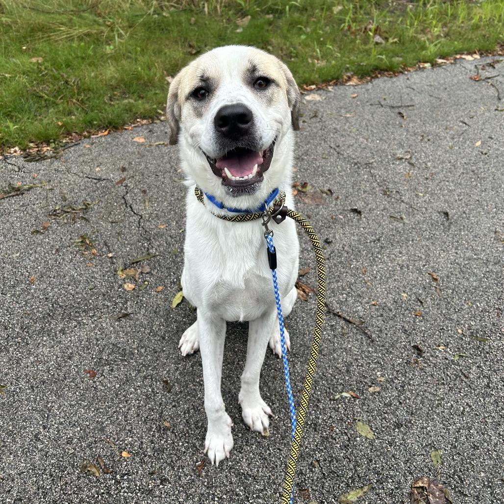 Enlarge Hayle, a Adoptable Mixed Breed in Matteson, IL image 1/5