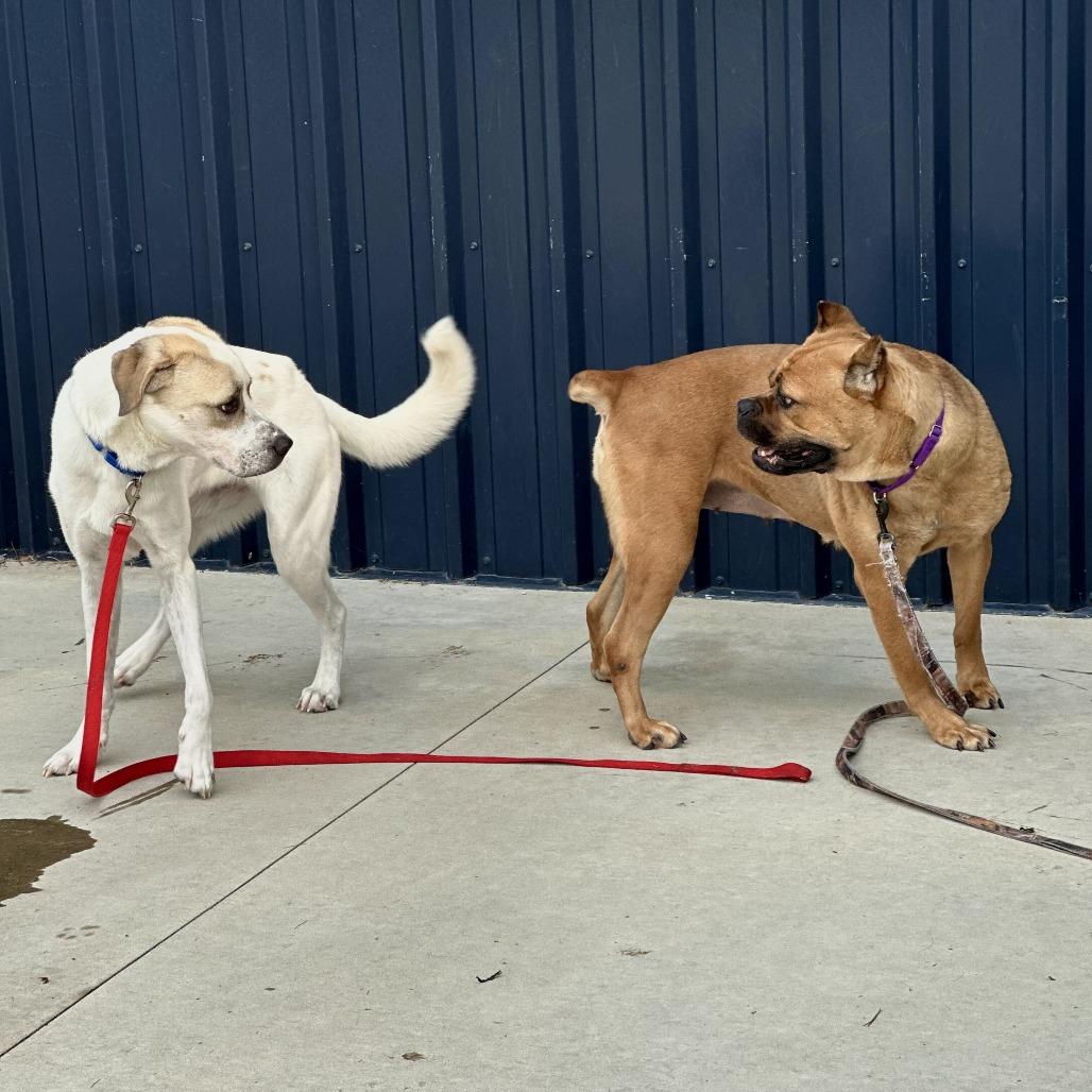 Enlarge Hayle, a Adoptable Mixed Breed in Matteson, IL image 2/5