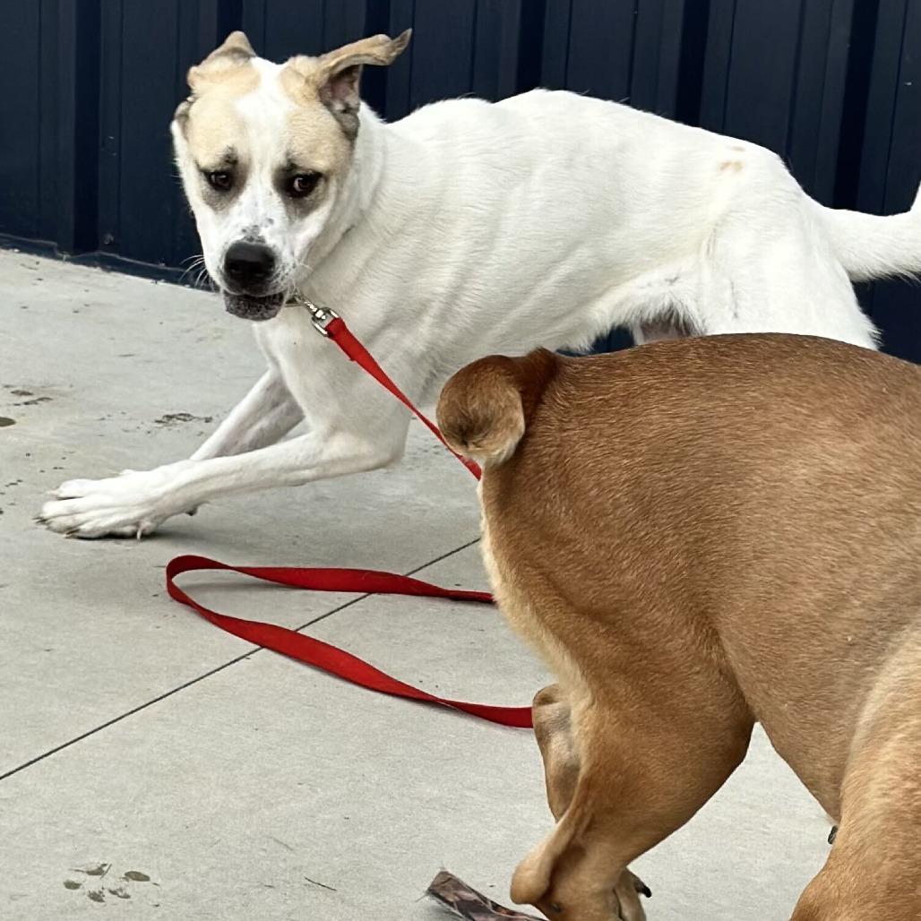 Enlarge Hayle, a Adoptable Mixed Breed in Matteson, IL image 3/5