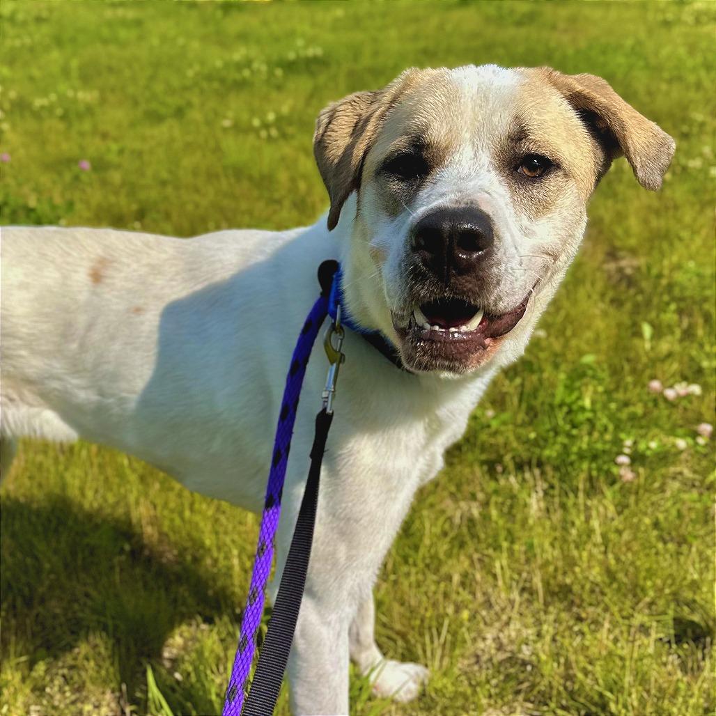 Enlarge Hayle, a Adoptable Mixed Breed in Matteson, IL image 4/5