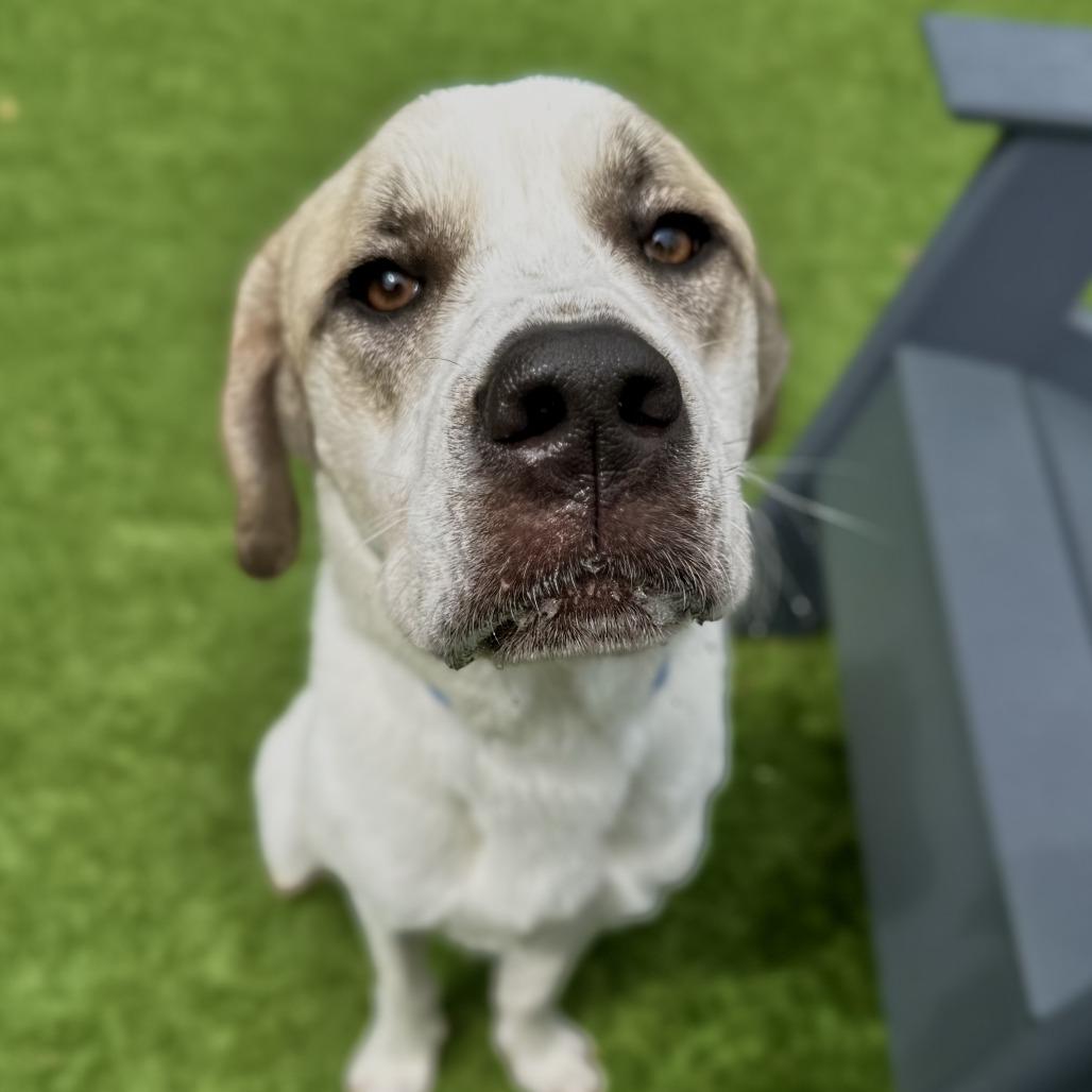 Enlarge Hayle, a Adoptable Mixed Breed in Matteson, IL image 5/5