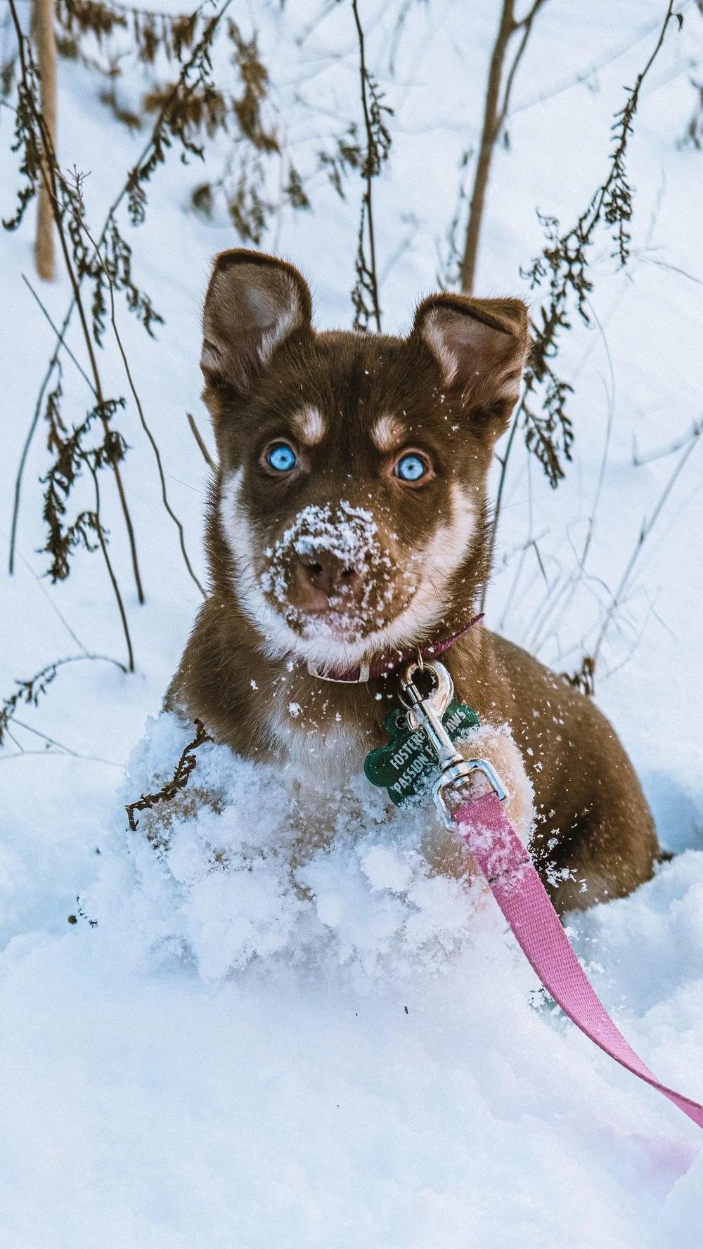 Enlarge Dune, a ADOPTABLE Husky in laval, QC image 3/3