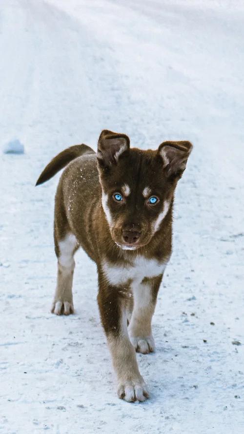 Enlarge Dune, a ADOPTABLE Husky in laval, QC image 2/3
